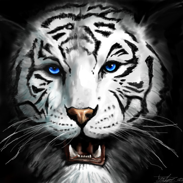 White Tiger Drawing