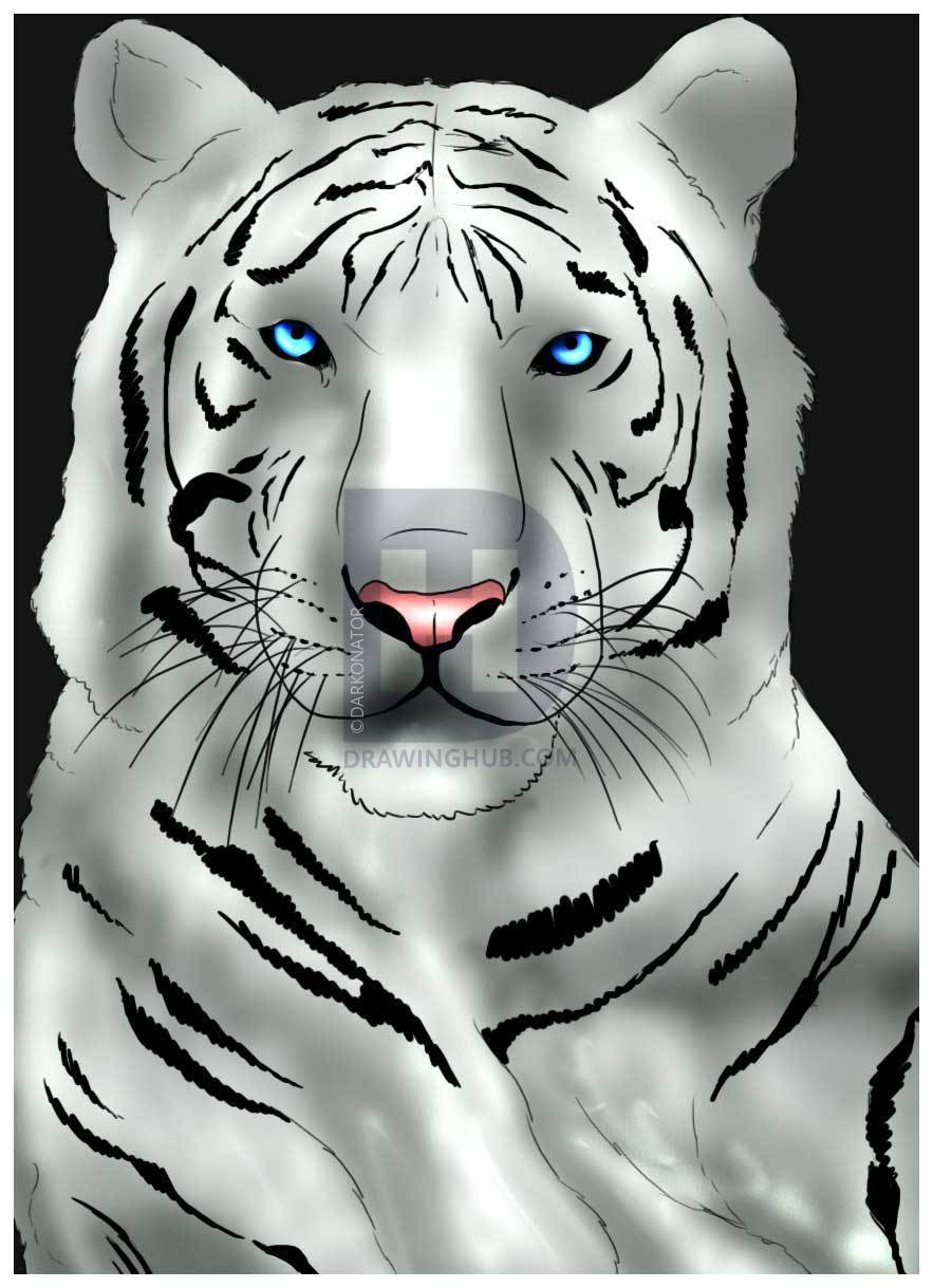 Белый тигр нарисовать