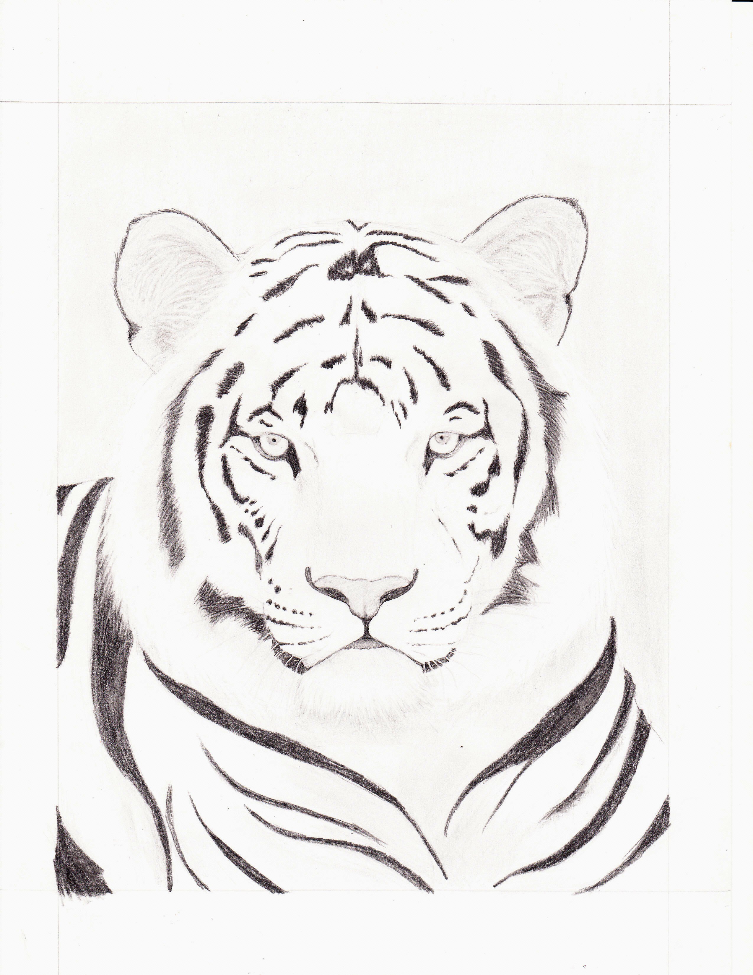 2549x3299 How To Draw White Tiger - White Tiger Drawing