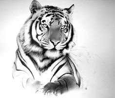 236x201 best tigers drawing and painting tigers images tiger drawing - White Tiger Drawing