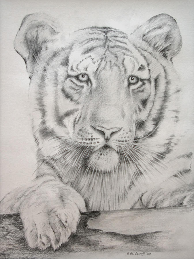 673x900 White Tiger Drawing - White Tiger Drawing