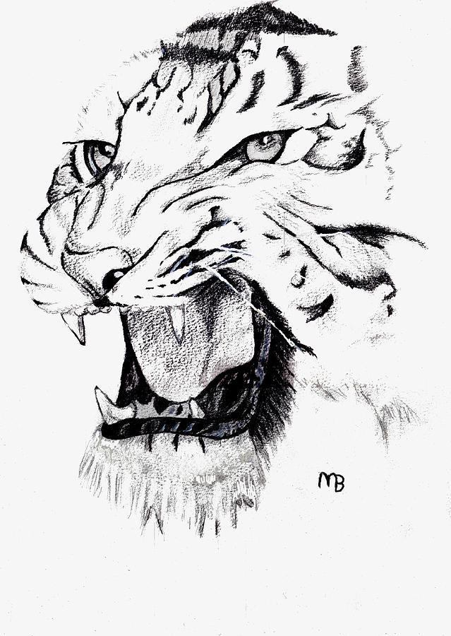 639x900 White Tiger Drawing - White Tiger Drawing