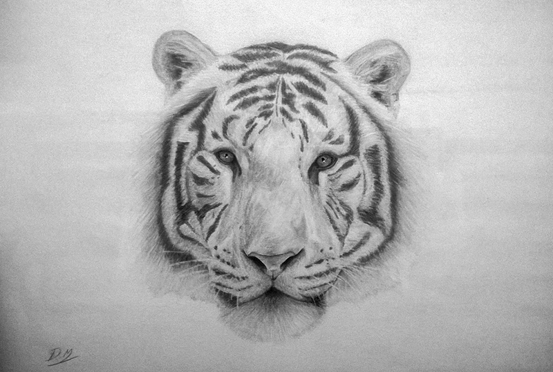 800x539 White Tiger Pencil Drawing - White Tiger Drawing
