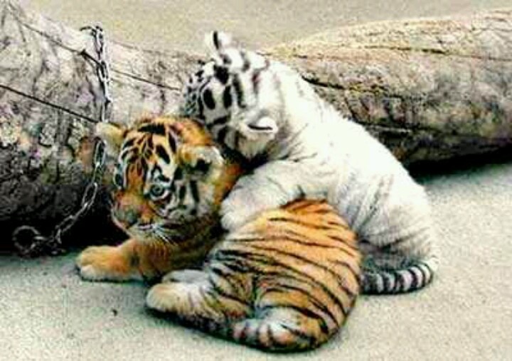 720x508 baby white tigers drawing hd wallpaper, background images - White Tiger Drawing