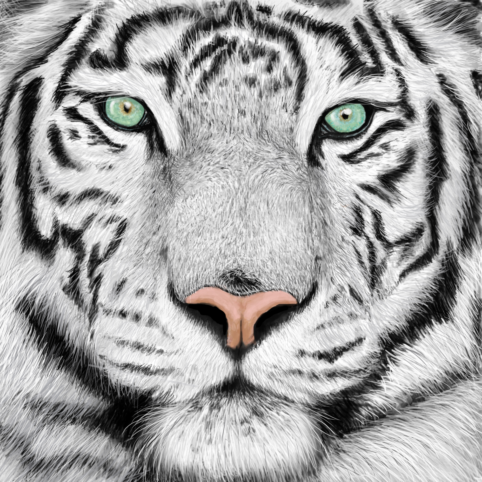 Tiger Face Sketch at PaintingValley.com | Explore ...