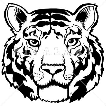 361x361 Head White Tiger Transparent Png Clipart Free Download - White Tiger Face Drawing