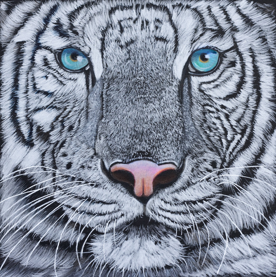 900x901 Hite Tiger Face Drawing Hd Wallpaper, Background Images - White Tiger Face Drawing
