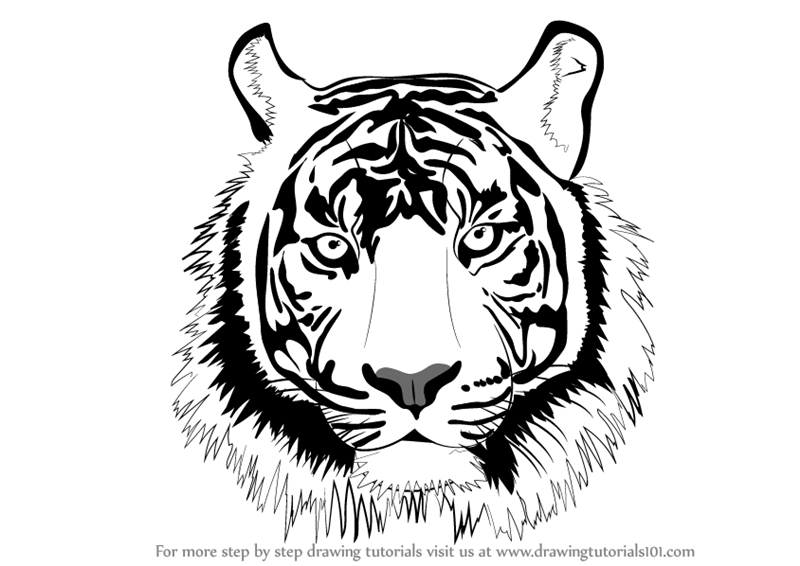 800x566 Learn How To Draw A Tiger Face - White Tiger Face Drawing