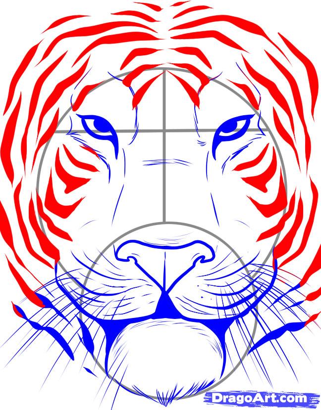 648x829 Step How To Draw A Tiger Face - White Tiger Face Drawing
