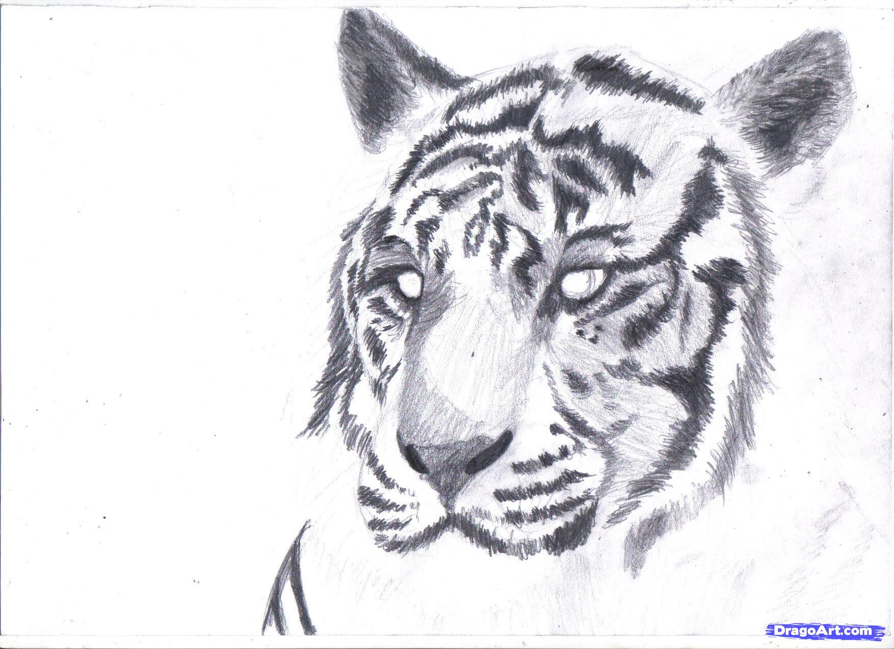 White Tiger Face Drawing at PaintingValley.com | Explore collection of ...