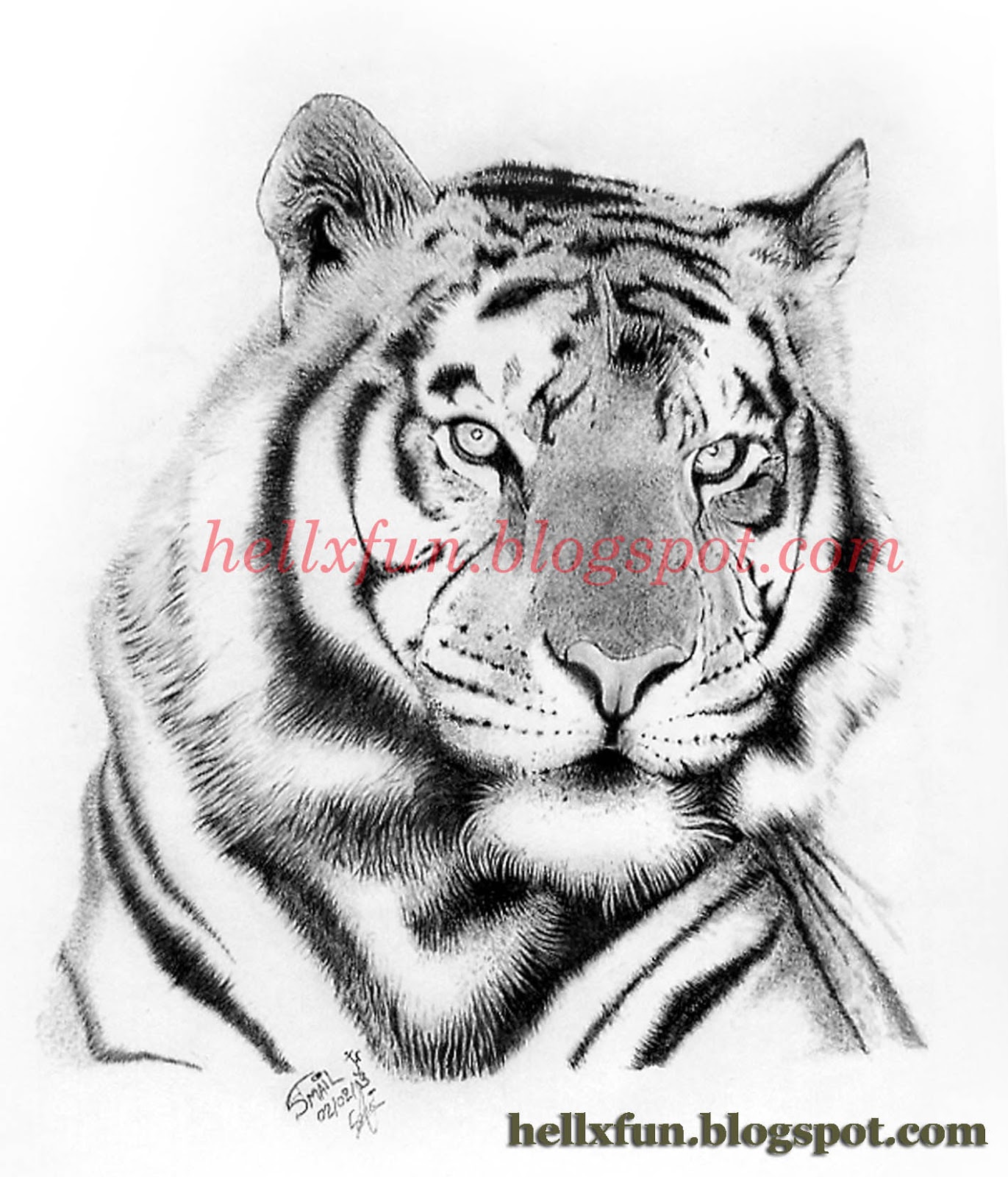 White Tiger Face Drawing at PaintingValley.com | Explore collection of ...