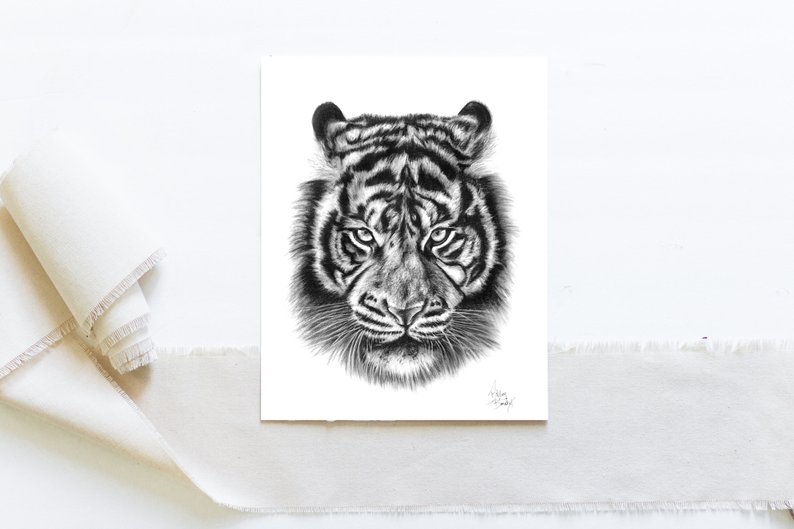 794x529 Tiger Charcoal Drawing Art Print Black And White Tiger Drawing Etsy - White Tiger Face Drawing