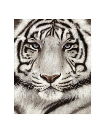 354x450 White Tiger Face Portrait Art Print - White Tiger Face Drawing