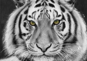 300x210 White Tiger Pencil Sketch White Tiger Pencil Drawing, Donedanielle - White Tiger Face Drawing