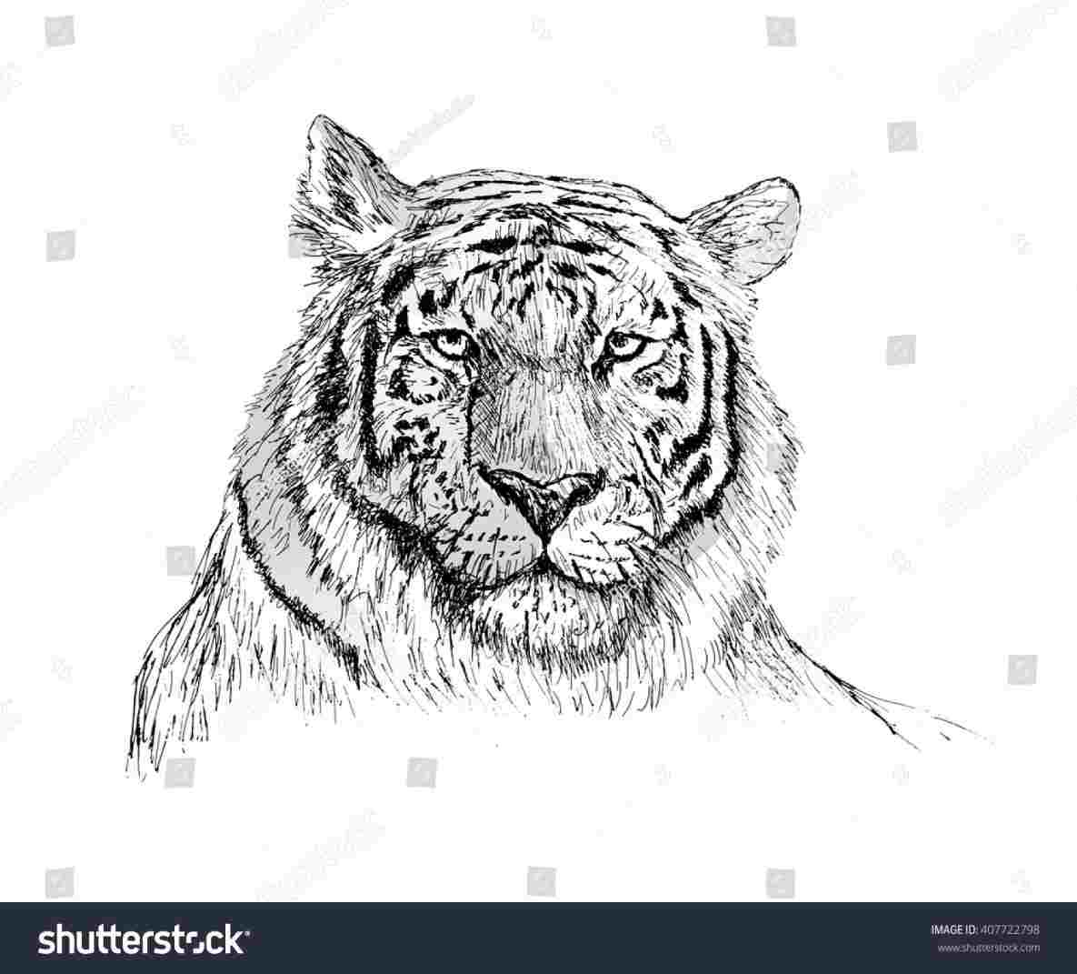 1185x1071 White Tiger Face Drawing - White Tiger Face Drawing