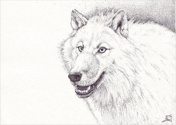 White Wolf Drawing