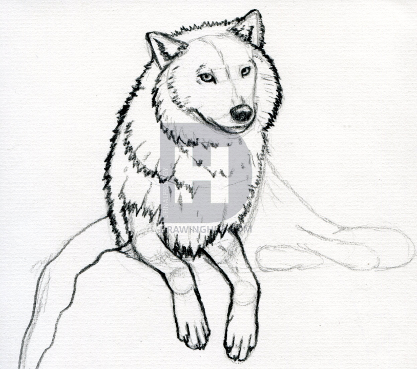 814x719 How To Sketch A Wolf, Arctic Wolf, Step - White Wolf Drawing