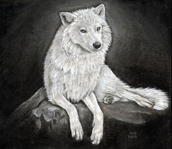 350x302 How To Sketch A Wolf, Arctic Wolf, Step - White Wolf Drawing