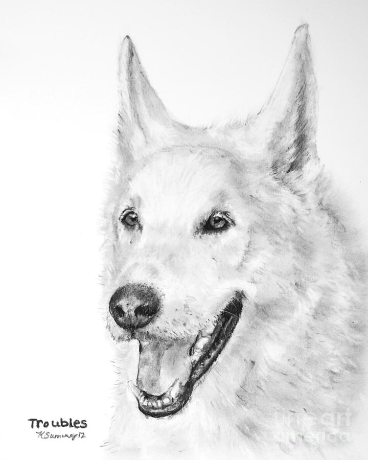 720x900 white wolf dog hybrid drawing - White Wolf Drawing