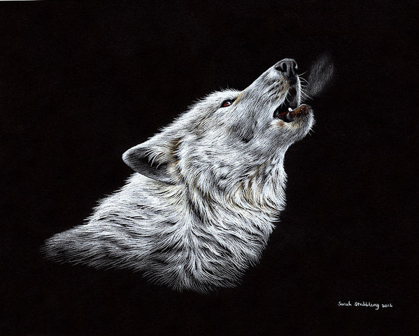 599x480 White Wolf Howling Poster - White Wolf Drawing