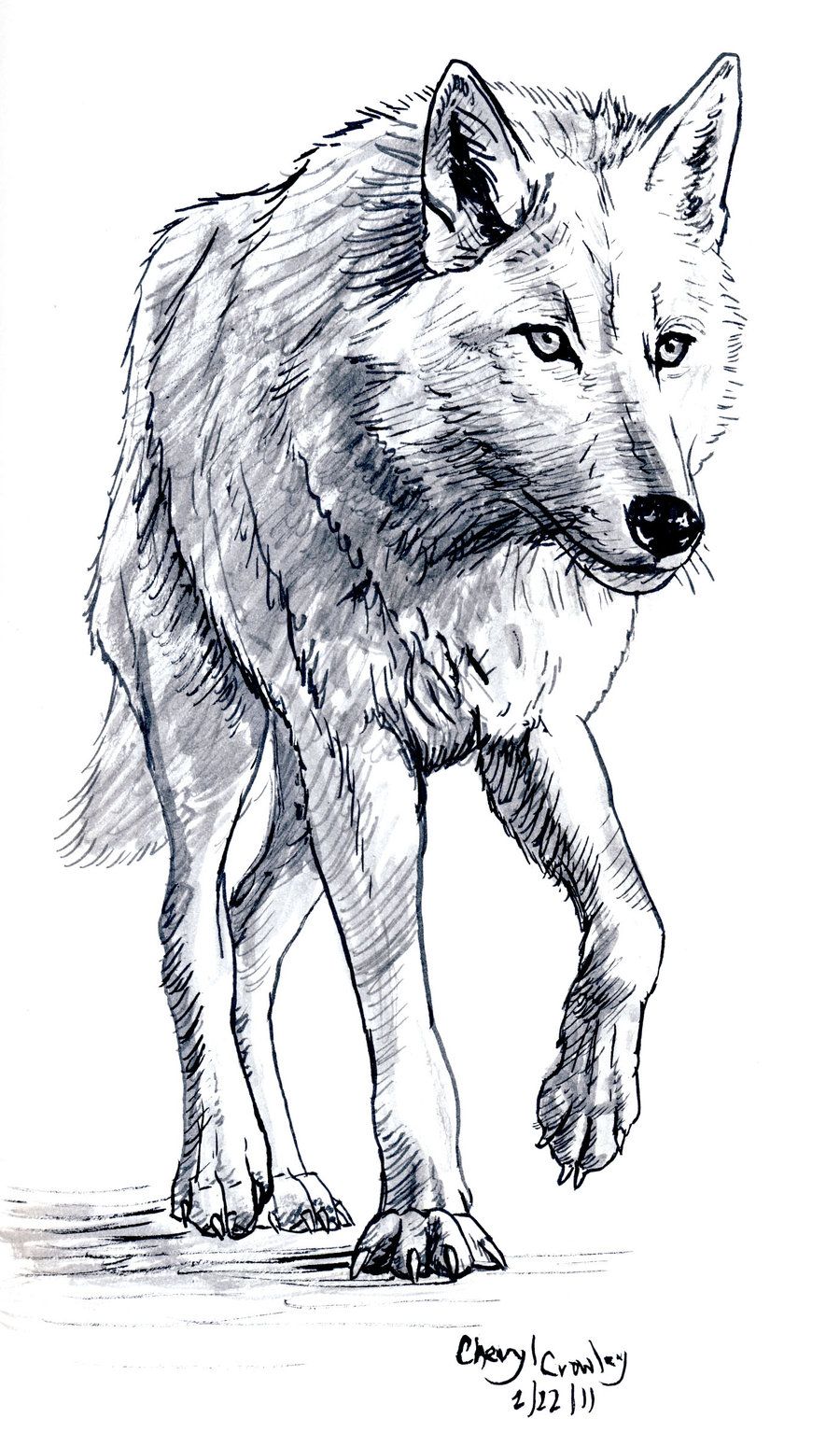 900x1549 White Wolf - White Wolf Drawing