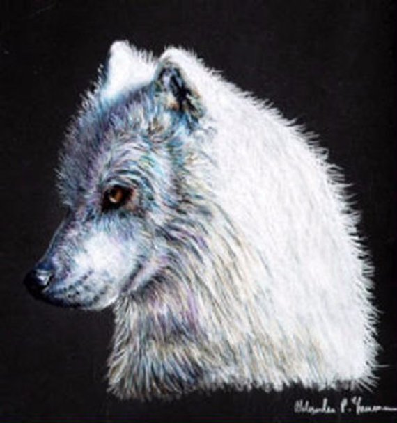 570x608 Colored Pencil White Wolf Drawing Etsy - White Wolf Drawing