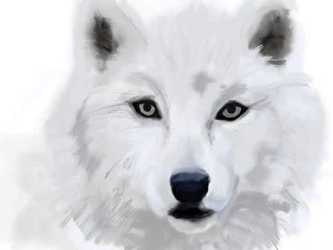 480x360 Digital Arctic Wolf Draw - White Wolf Drawing