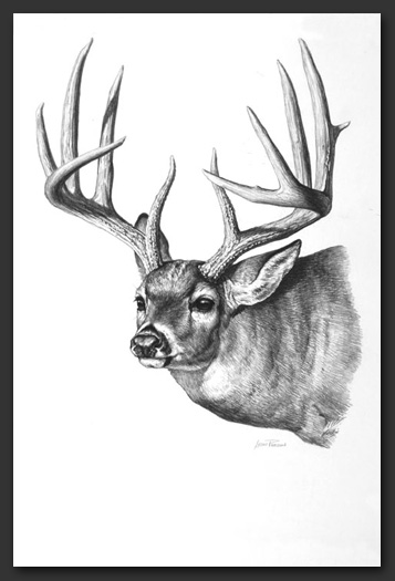 Whitetail Buck Drawing at PaintingValley.com | Explore collection of ...