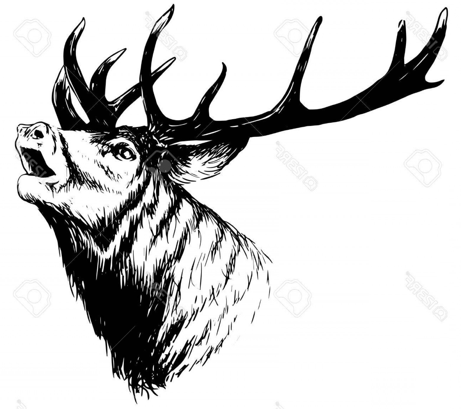 1560x1383 photostock vector hand drawn image of big white tail buck head - Whitetail Buck Drawing