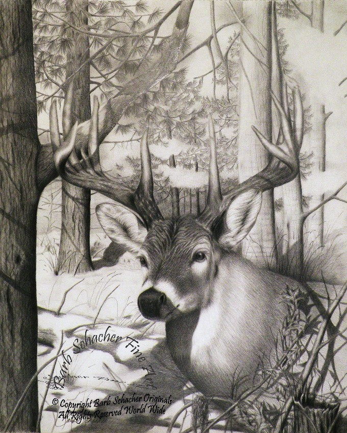 680x849 Product Category Whitetail Deer Pencil Drawing Prints - Whitetail Buck Drawing