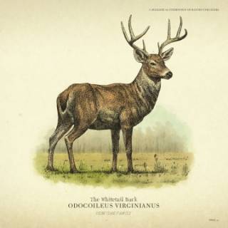 320x320 whitetail buck - Whitetail Buck Drawing