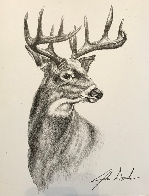 Whitetail Buck Drawing at Explore collection of