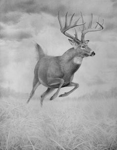 236x302 best deer sketches images deer sketch, deer drawing - Whitetail Buck Drawing