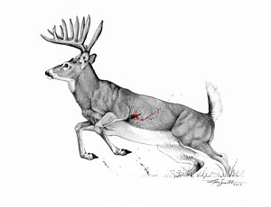 300x230 whitetail buck drawings fine art america - Whitetail Buck Drawing