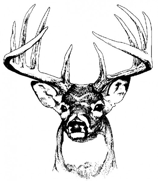 Whitetail Buck Drawing at Explore collection of