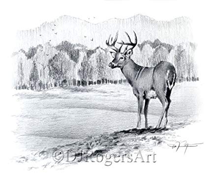 425x355 whitetail buck pencil drawing deer art print - Whitetail Buck Drawing