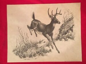 300x223 bob dale vintage art print drawing whitetail deer buck ebay - Whitetail Buck Drawing