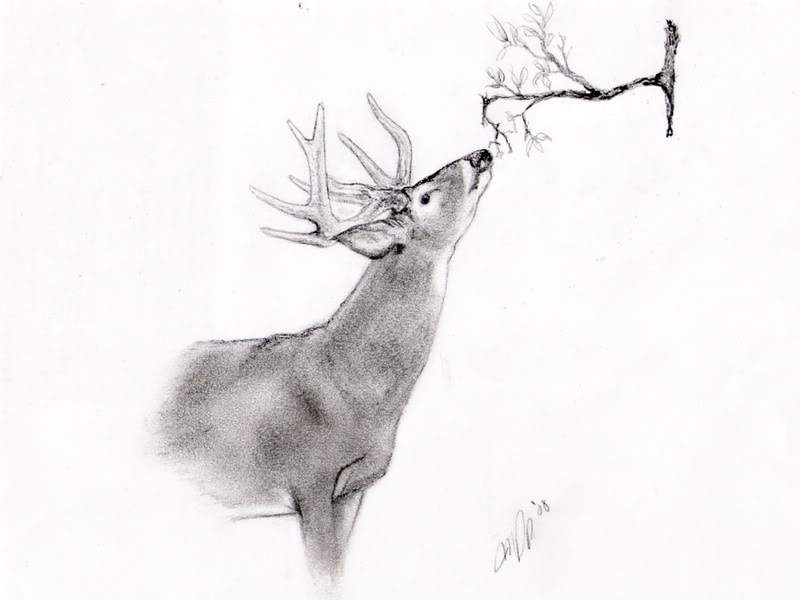 Whitetail Buck Drawing At Explore Collection Of