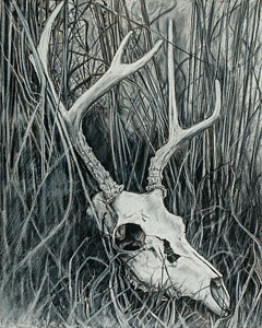 240x300 Deer Skull Drawings Fine Art America - Whitetail Deer Skull Drawings