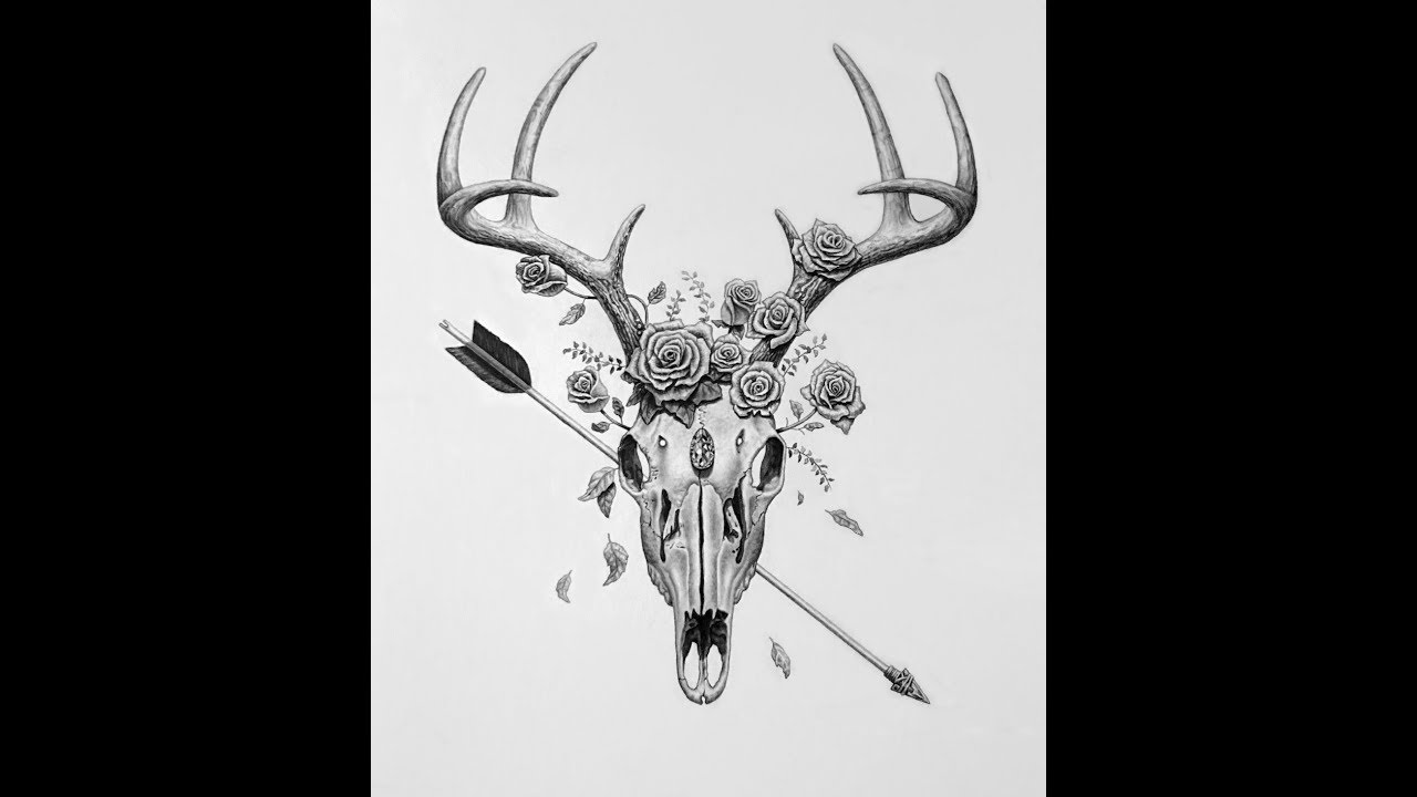 1280x720 Huge Collection Of 'buck Skull Drawing' Download More Than - Whitetail Deer Skull Drawings