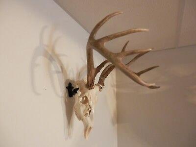400x300 point whitetail deer head skull horns antlers euro mount drawing - Whitetail Deer Skull Drawings