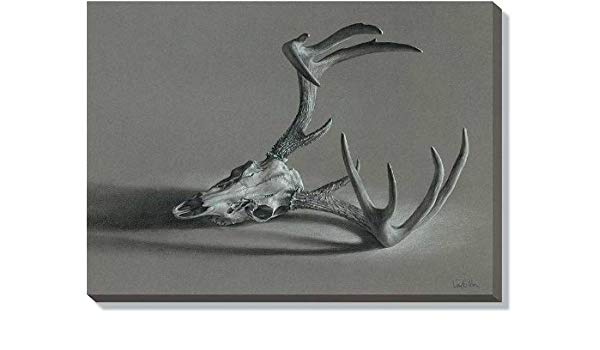 600x350 whitetail deer skull wrapped canvas - Whitetail Deer Skull Drawings