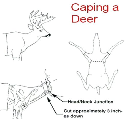 500x500 price diagram of whitetail deer skull plant cell wall - Whitetail Deer Skull Drawings