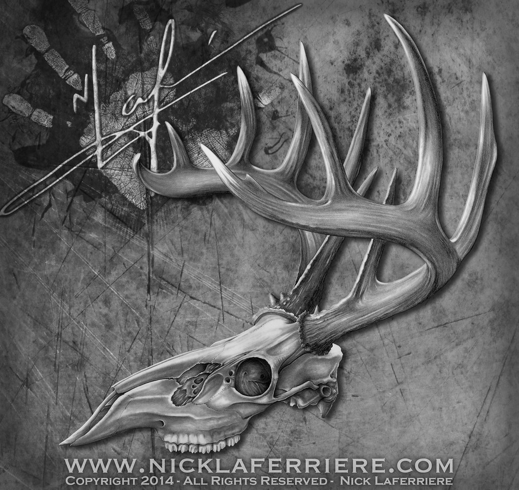 1024x966 the world's best photos of skull and whitetail - Whitetail Deer Skull Drawings