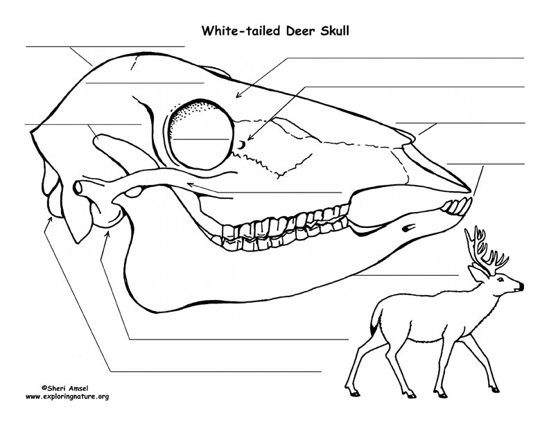 792x612 white tailed deer skull diagram and labeling - Whitetail Deer Skull Drawings