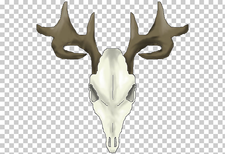 728x500 white tailed deer reindeer skull drawings of deer skulls png - Whitetail Deer Skull Drawings