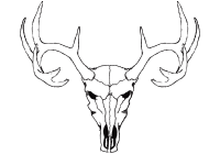 200x140 deer skull drawing whitetail skull drawing elizabeth moug dinosaur - Whitetail Deer Skull Drawings