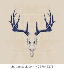 260x280 Deer Skull Drawing - Whitetail Deer Skull Drawings