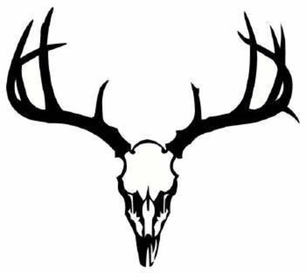 600x535 Deer Skull Drawing - Whitetail Deer Skull Drawings