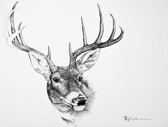 550x414 Mary Dove - Whitetail Drawing